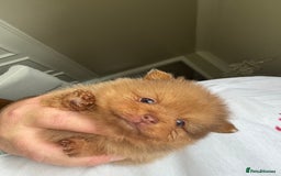 Pomeranian dogs for sale: Exotic color, mini Pomeranians  - Image 20