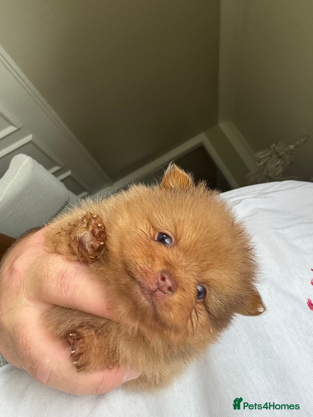 Pomeranian dogs for sale: Exotic color, mini Pomeranians  - Image 20
