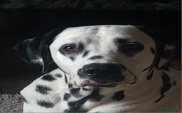 Dalmatian dogs for sale: Gorgeous dalmatian puppies  - Image 2
