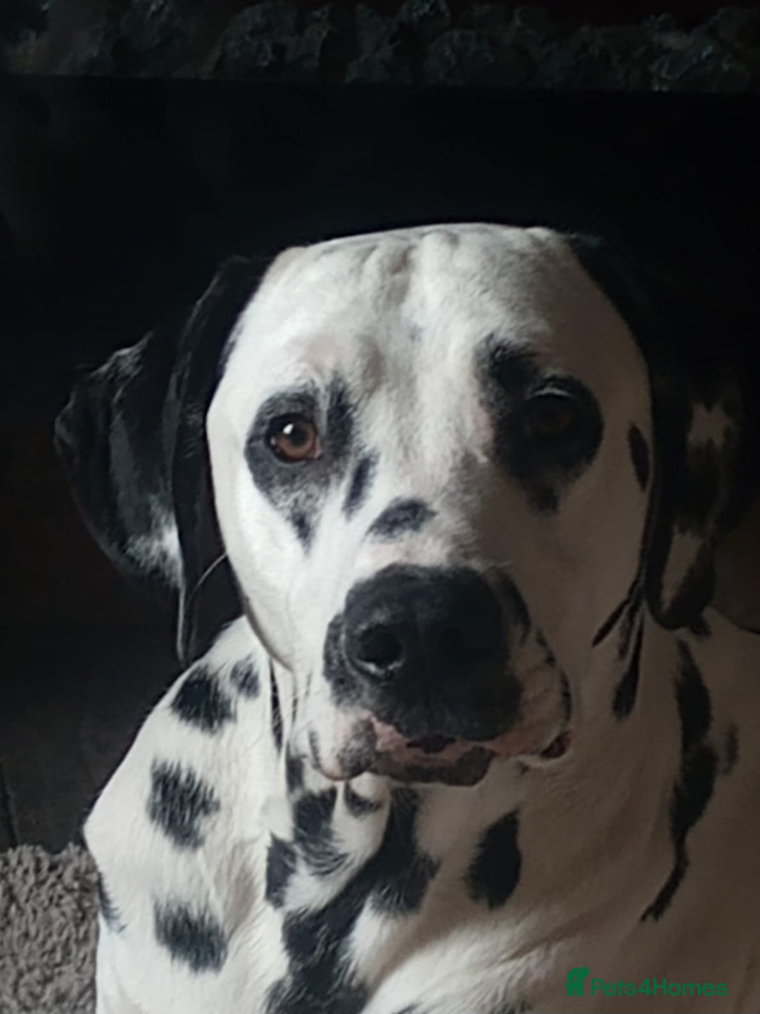Dalmatian dogs for sale: Gorgeous dalmatian puppies  - Image 2