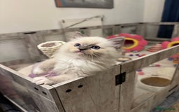 Ragdoll cats for sale: One Girl Available 🌸 - Image 8