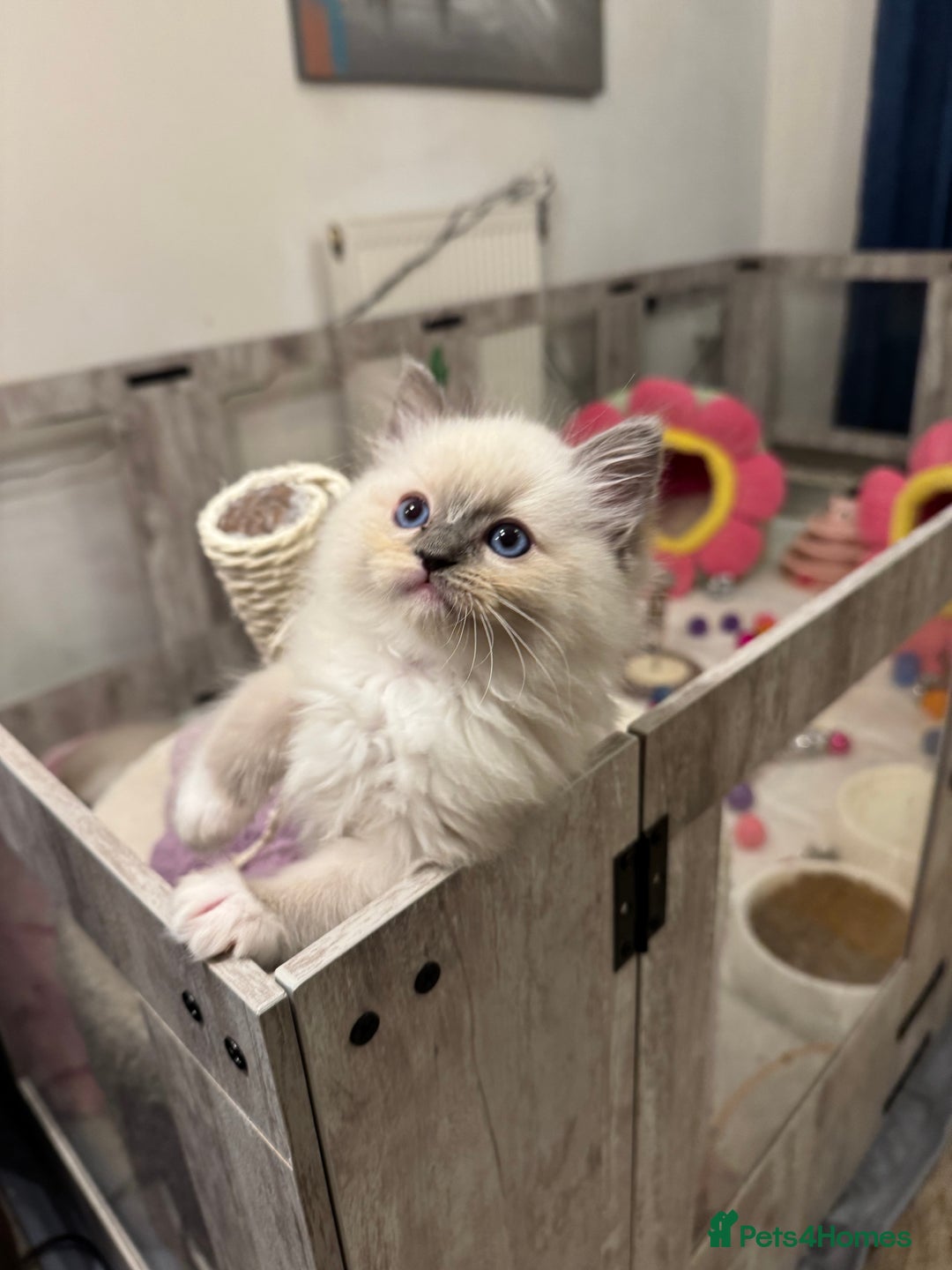Ragdoll cats for sale: One Girl Available 🌸 - Image 8