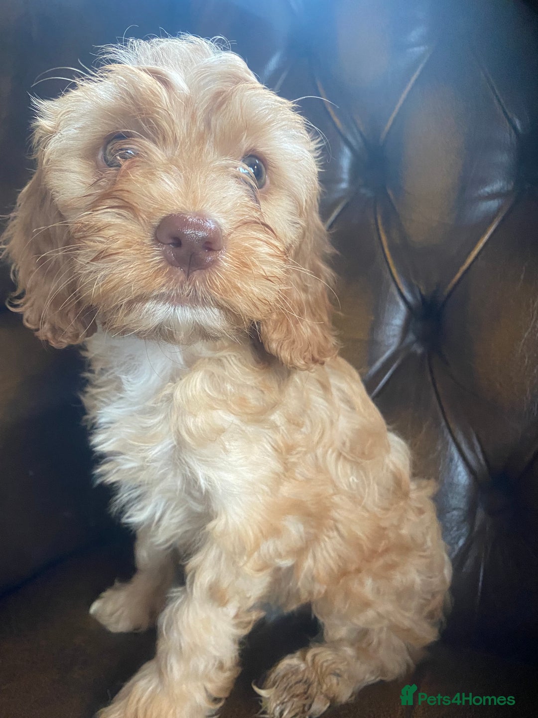 Cockapoo dogs for sale: Cockapoos  - Image 33