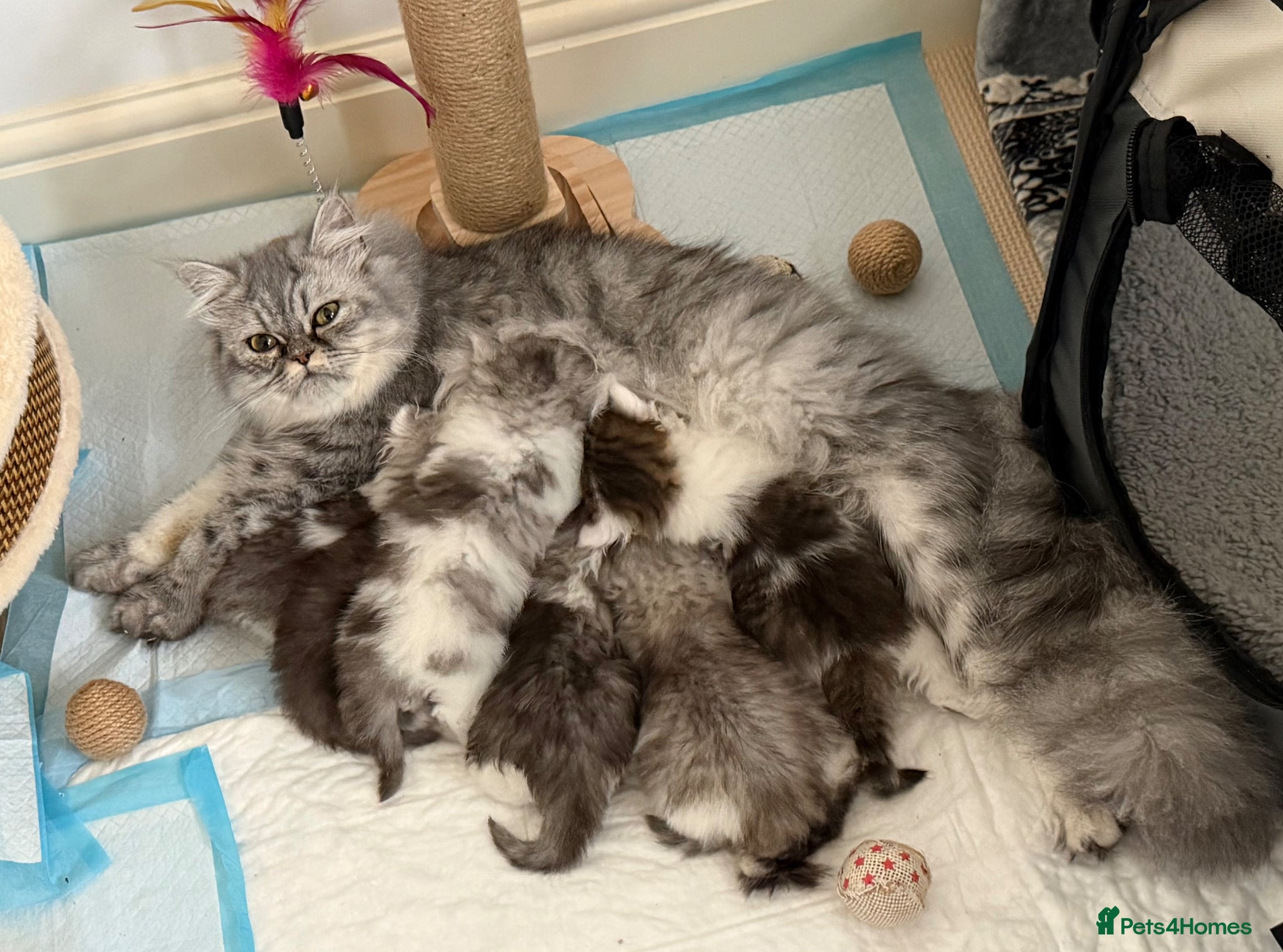 Persian cats Beautiful Persian chilchilla babies  - Advert 4