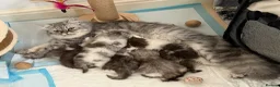 Persian cats for sale: Persian chilchilla & doll face babies  - Advert 1