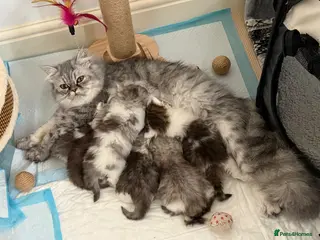 Persian cats Persian chilchilla & doll face babies - Advert 1
