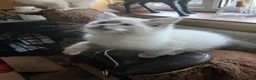 Ragdoll cats for sale: Beautiful brother and sister Ragdoll kittens - Advert 21