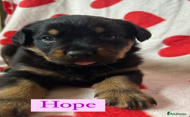 Rottweiler dogs - Advert 1