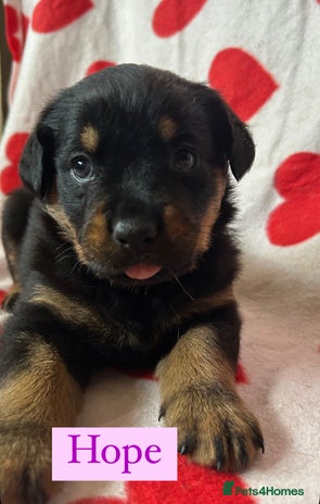 Rottweiler dogs - Advert 16