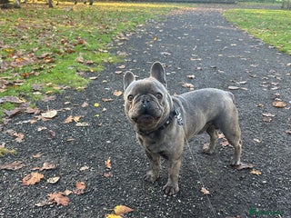 French Bulldog dogs French bulldog (20 months old) - Advert 1
