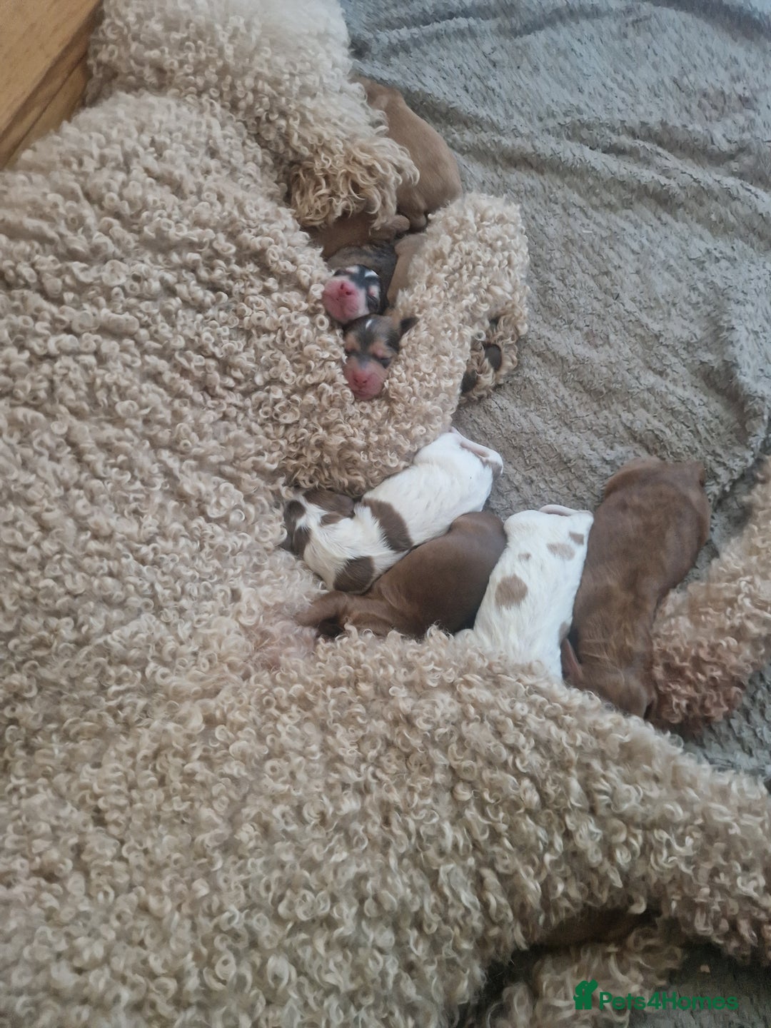Cockapoo dogs for sale: Cockerpoo puppies F1 stunning colours - Image 6