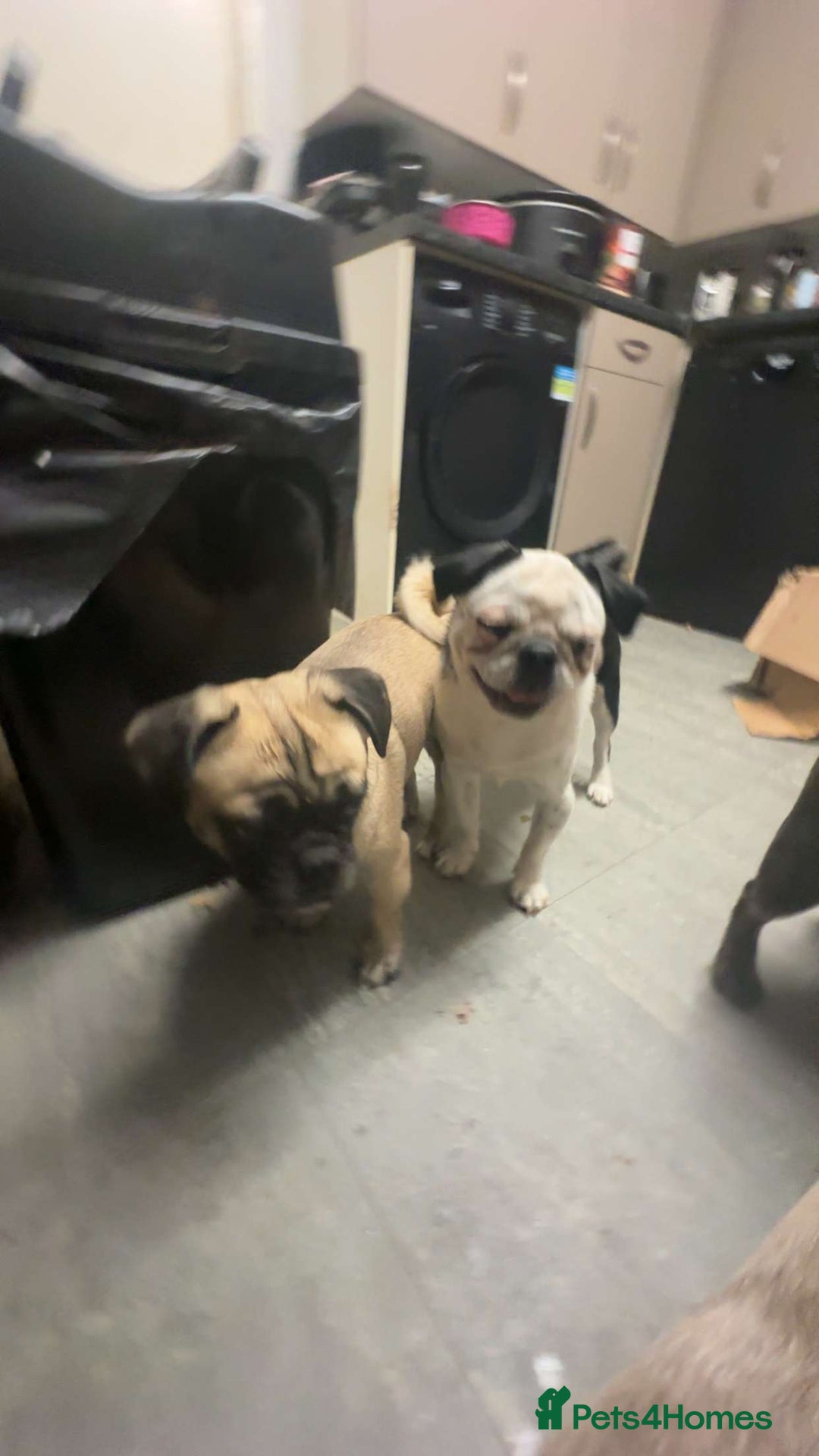 Pug dogs for sale: Kc registered rare colours  - Advert 2