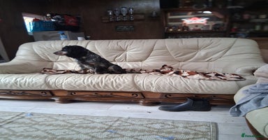 Cocker Spaniel dogs - Advert 7