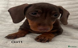 Miniature Dachshund dogs for sale: Gorgeous miniature dachshunds  - Image 4