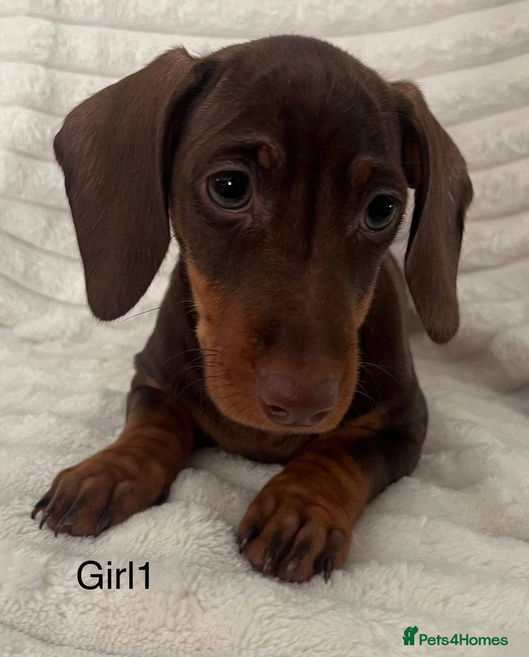 Miniature Dachshund dogs for sale: Gorgeous miniature dachshunds  - Image 4