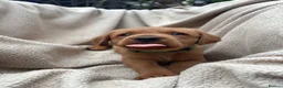 Labrador Retriever dogs for sale: Fox Red Labrador Puppy’s for Sale - Advert 29
