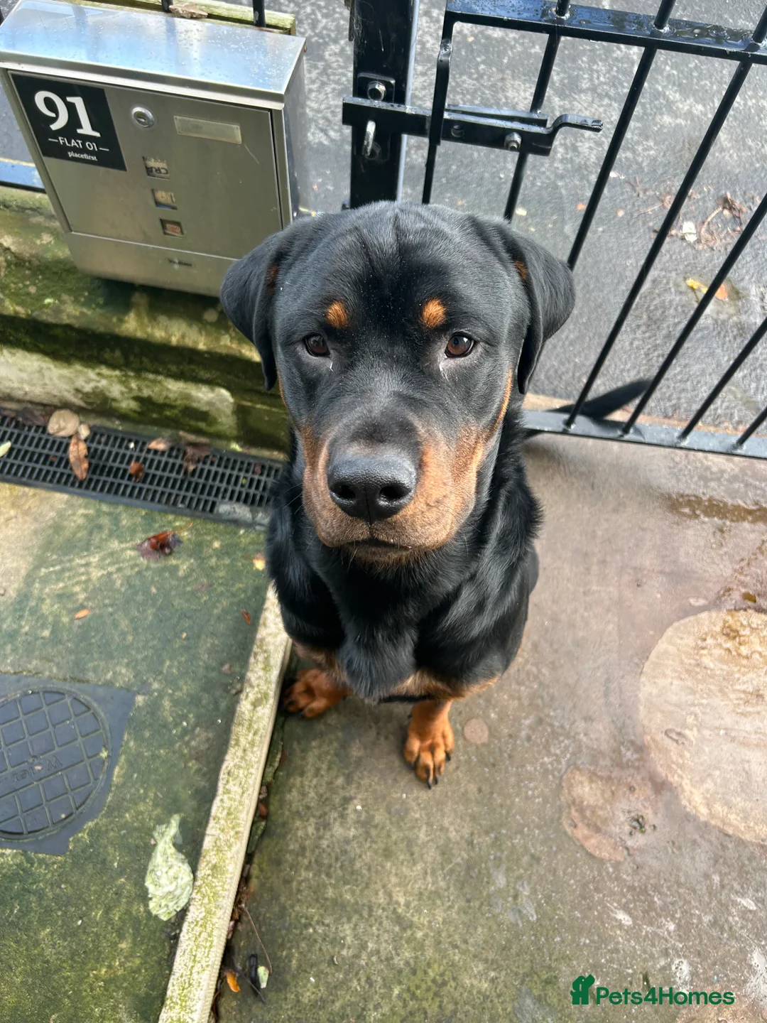 Rottweiler dogs for adoption: Kakarot - Advert 15