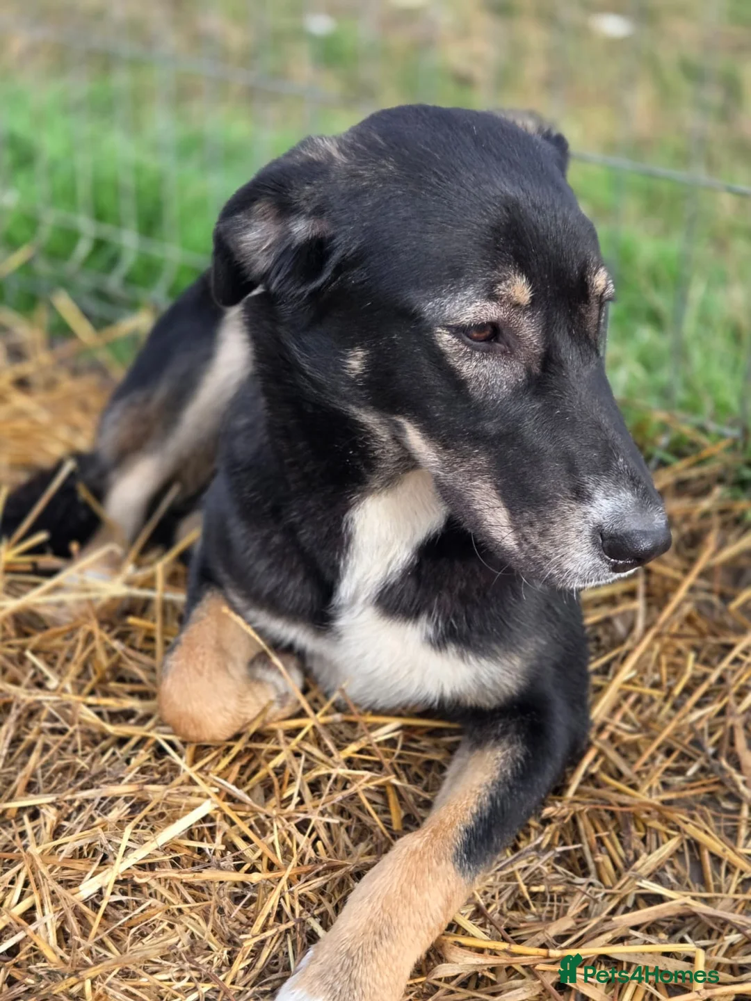 Mixed Breed dogs for adoption: 🐾 RONA -  a Lovely Girl, for a Loving Home🐾 - Advert 16