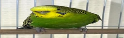 Budgerigars birds for sale: Budgies for sale bonded pair  - Advert 4