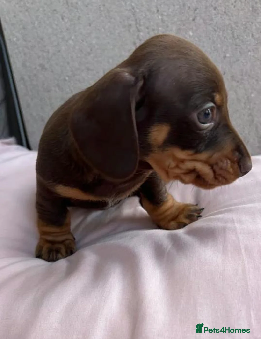 Miniature Dachshund dogs for sale: Beautiful Chocolate and Dapple Dachshund Puppies in Canterbury - Advert 5