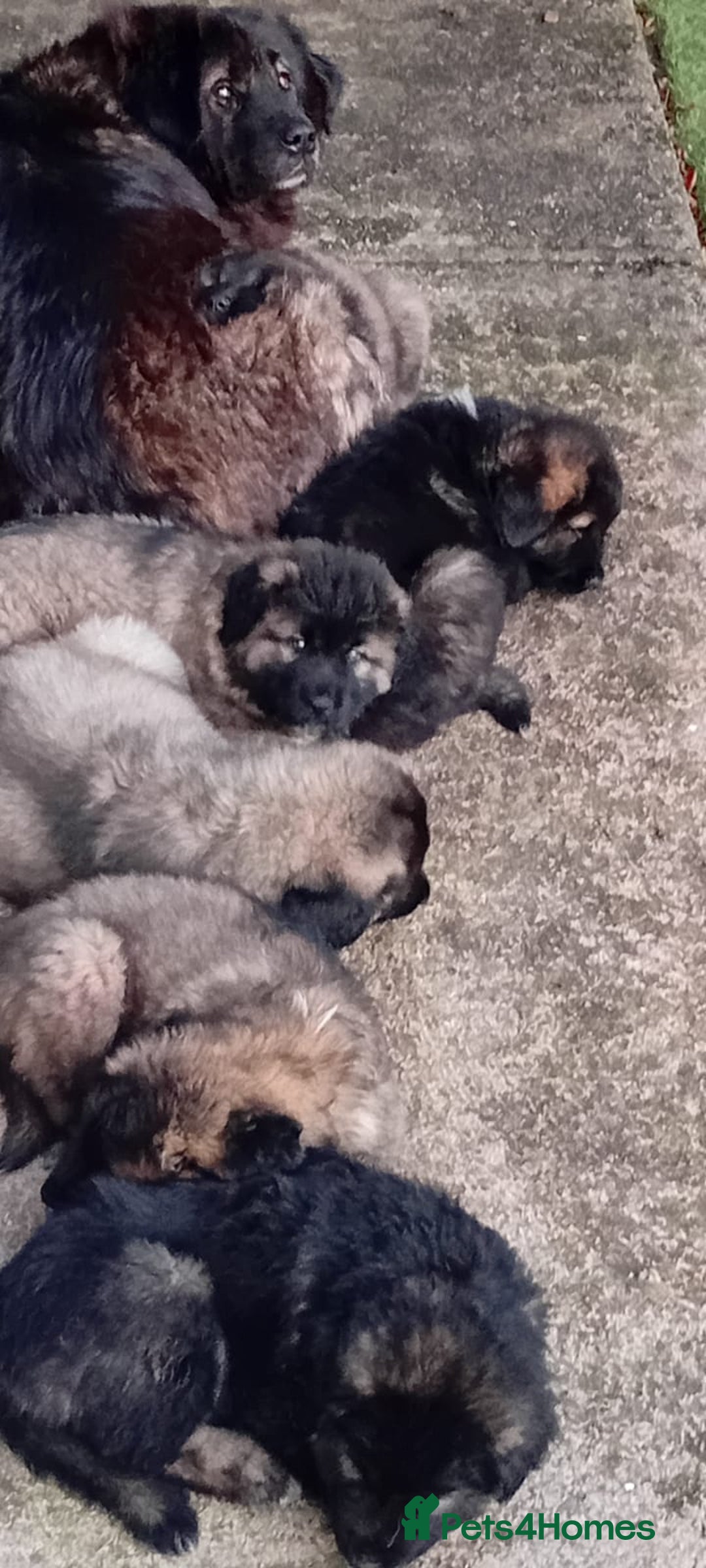 Caucasian Shepherd Dog dogs for sale: Caucasian shepherd puppies for sale - Advert 1