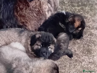 Caucasian Shepherd Dog dogs Caucasian shepherd puppies for sale - Advert 1