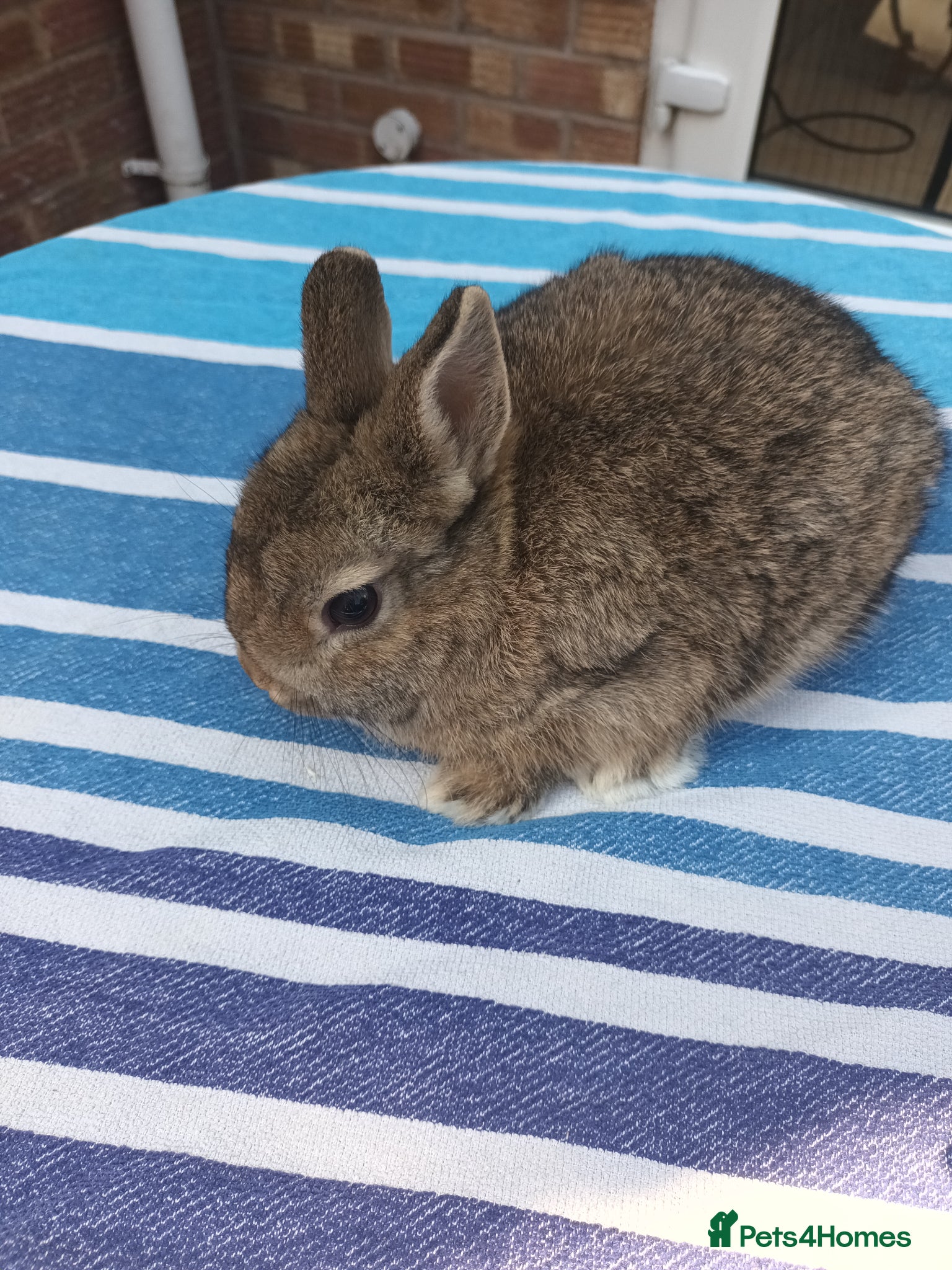 Netherland Dwarf rabbits Beautiful Netherland baby - Advert 3