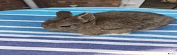Netherland Dwarf rabbits for sale: Beautiful Netherland baby in Worcester - Advert 1