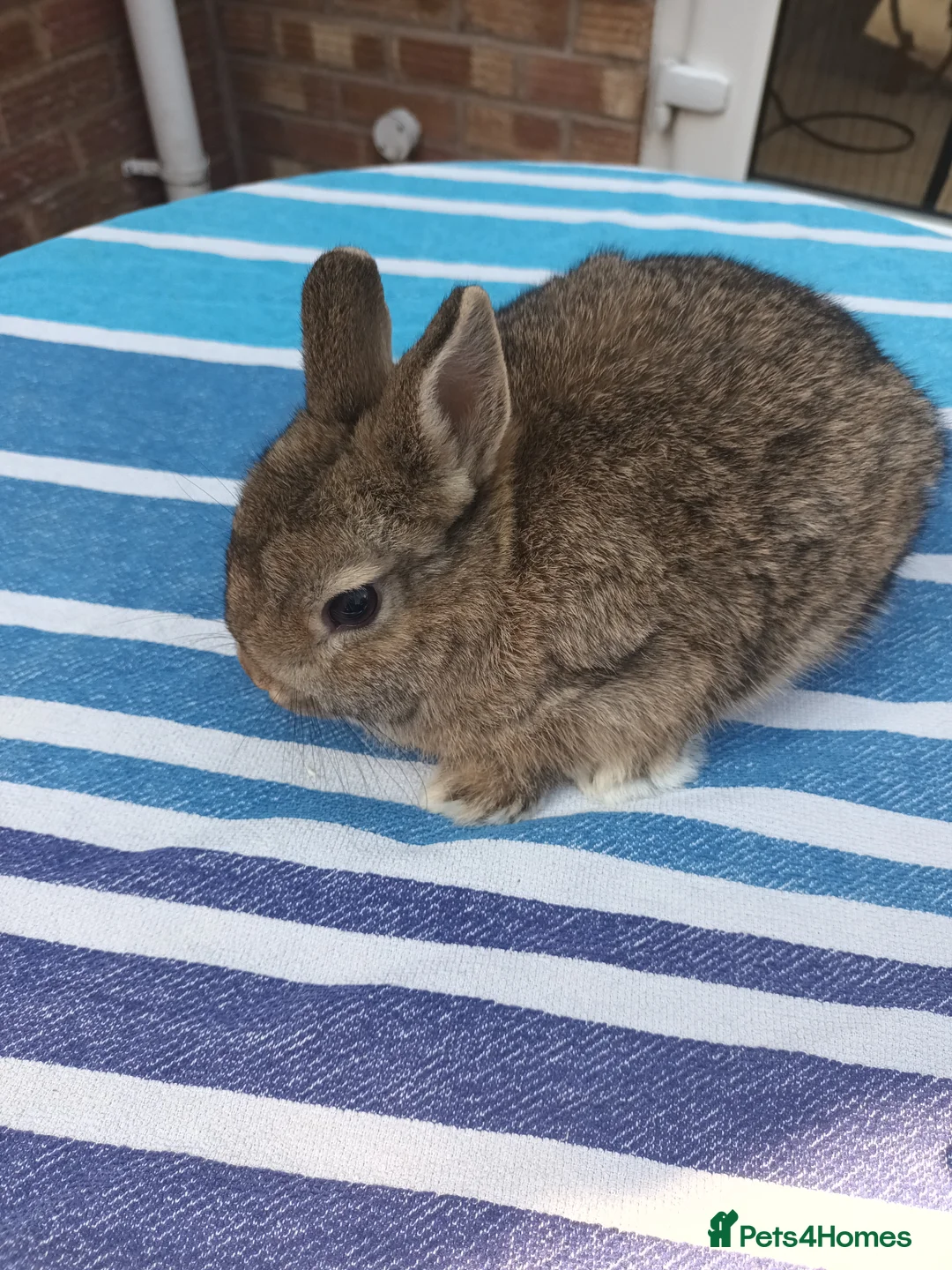 Netherland Dwarf rabbits for sale: Beautiful Netherland baby in Worcester - Advert 1
