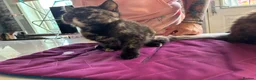 American Shorthair cats for sale: American shorthair babies  - Advert 20