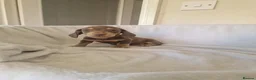 Miniature Dachshund dogs for sale: Beautiful miniature daschunds  - Advert 30