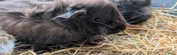 Guinea Pig rodents for sale: Beautiful Baby Guinea Pigs  - Advert 5