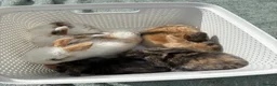 Dwarf Lop rabbits for sale: Bunnies looking for forever homes x - Advert 8