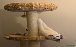 Domestic Shorthair cats for sale: Domestic Cow-Patterned Female Cat found Loving - Image 9