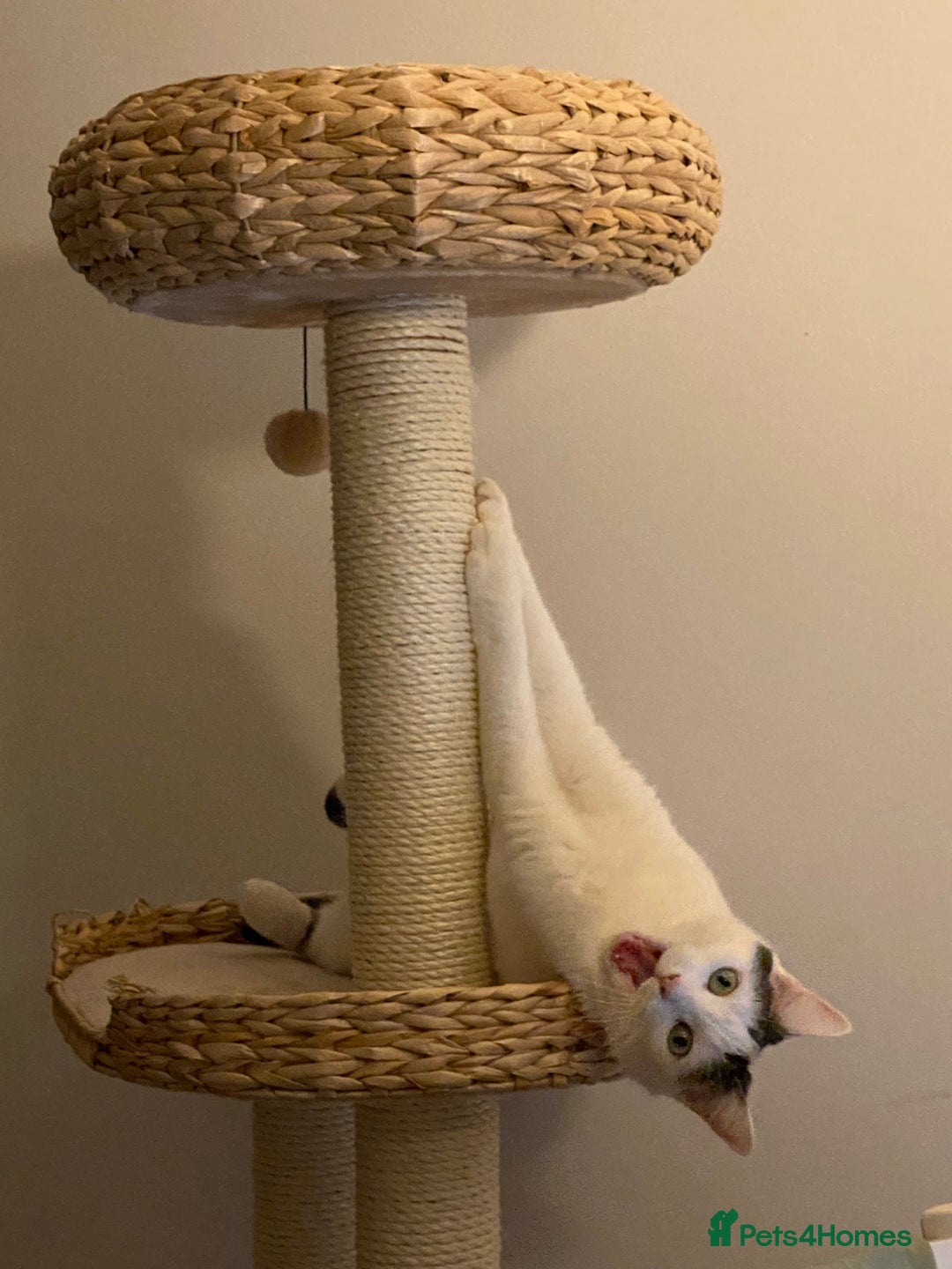 Domestic Shorthair cats for sale: Domestic Cow-Patterned Female Cat found Loving - Image 9
