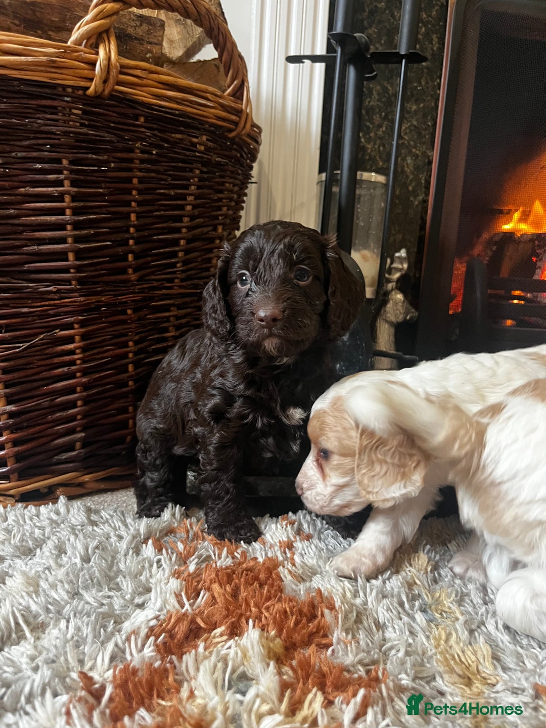 Cockapoo dogs for sale: Cockapoo Puppies Looking For 5* Homes  - Image 5