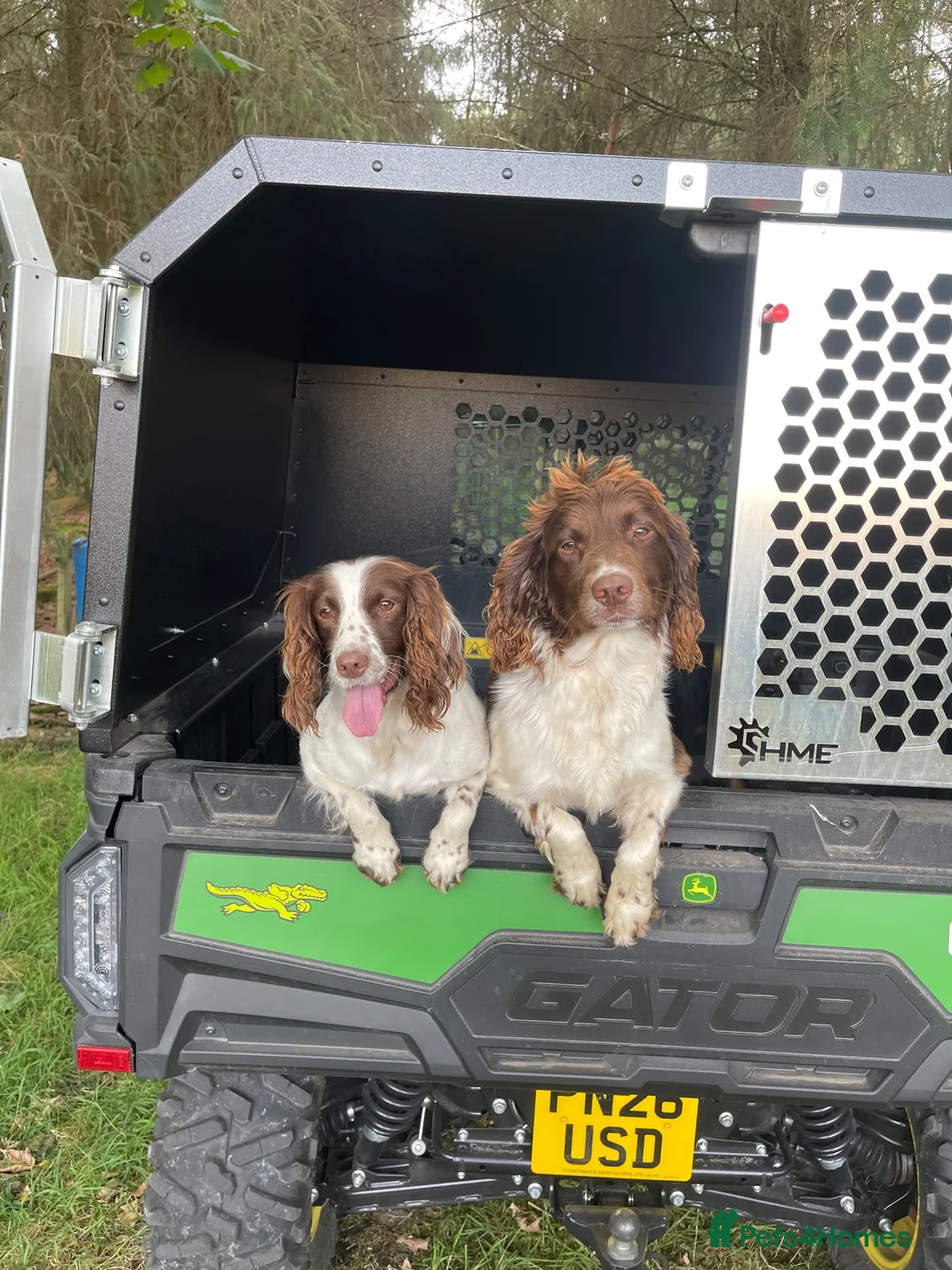 English Springer Spaniel dogs for sale: Springer Dog 🏡 in Penrith - Advert 9