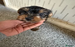 Yorkshire Terrier dogs for sale: Yorkshire Terrier puppies  - Image 7