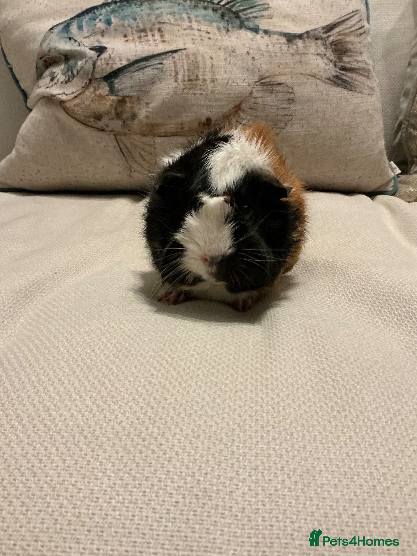 Guinea Pig rodents Morse the gorgeous male Guinea pig  - Advert 1