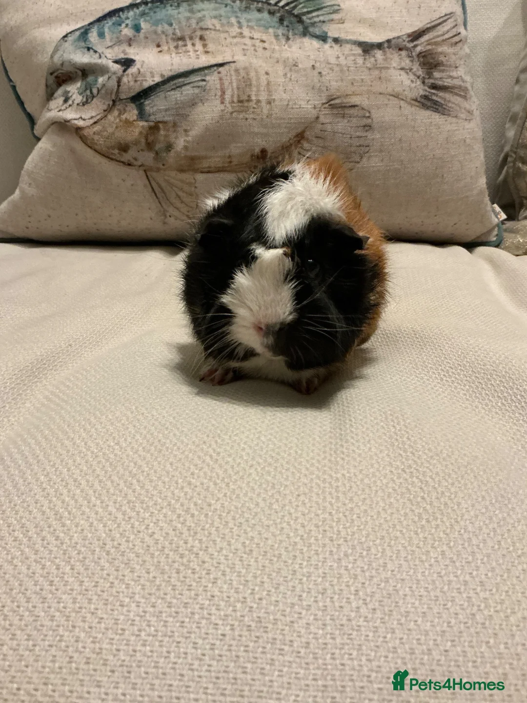 Guinea Pig rodents for sale: Morse the gorgeous male Guinea pig  in Telford - Advert 1