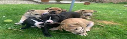 Mixed Breed dogs for sale:  Staffy mastiff x bulldog bully puppies 2 left - Advert 3