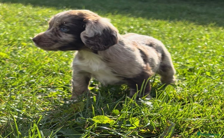 Cocker Spaniel dogs - Advert 8