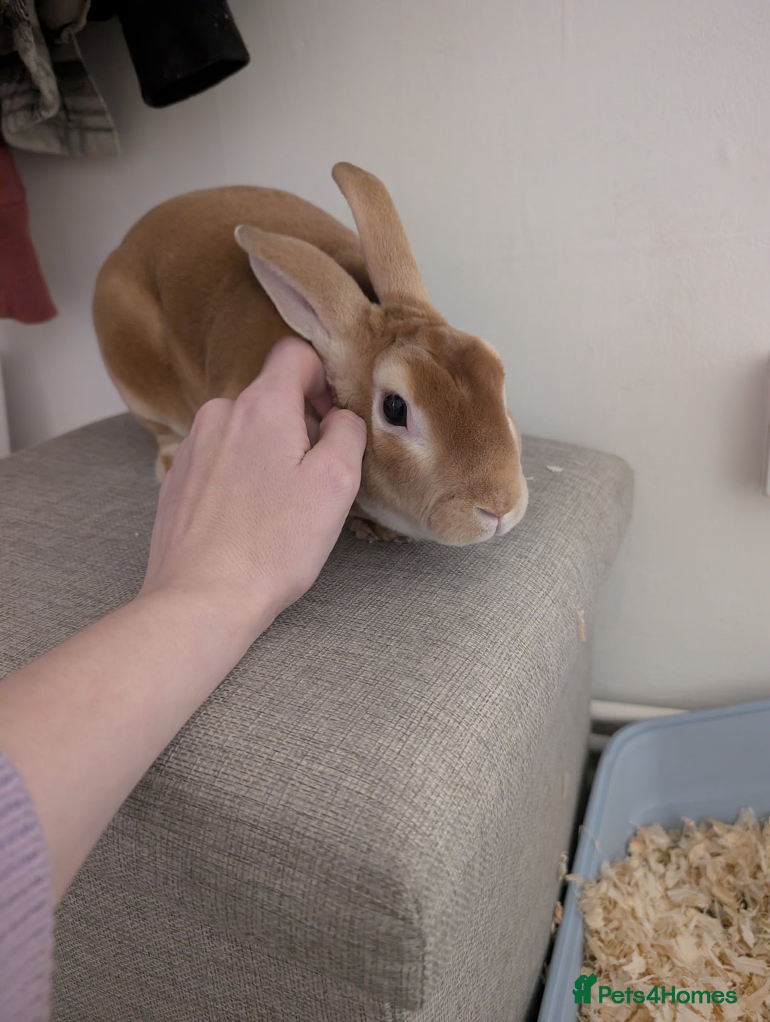 Mixed Breed rabbits for sale: Jeffrey Male rabbit  - Advert 3
