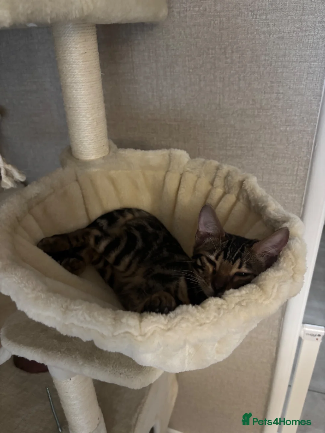 Bengal cats for sale: Bengal kitten for sale in Walsall - Advert 2