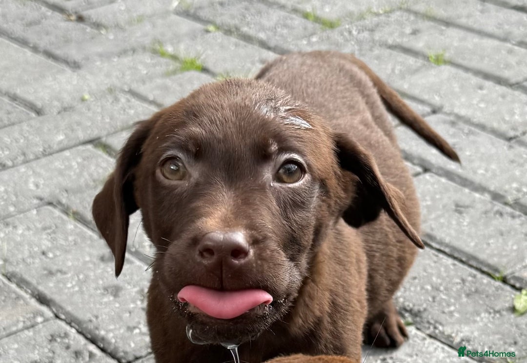 Labrador Retriever dogs for sale: Chunky chocolate 🍫 lab puppy’s girls only  - Image 11