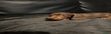 Miniature Dachshund 4