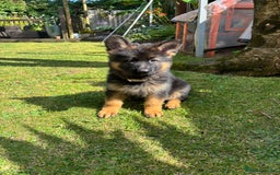 German Shepherd dogs for sale: German Shepherd  - Image 2