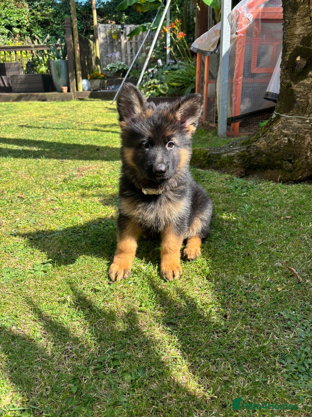 German Shepherd dogs for sale: German Shepherd  - Image 2