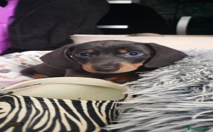 Miniature Dachshund dogs KC miniature Dachshund - Advert 14