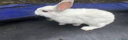 Mixed Breed rabbits for sale: White rabbits for sale in Hull - Advert 4